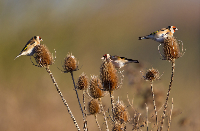 Image of farmland birds on a plant in a field.