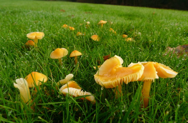 An image of yellow Fungi at the Leasowes park near Birmingham.