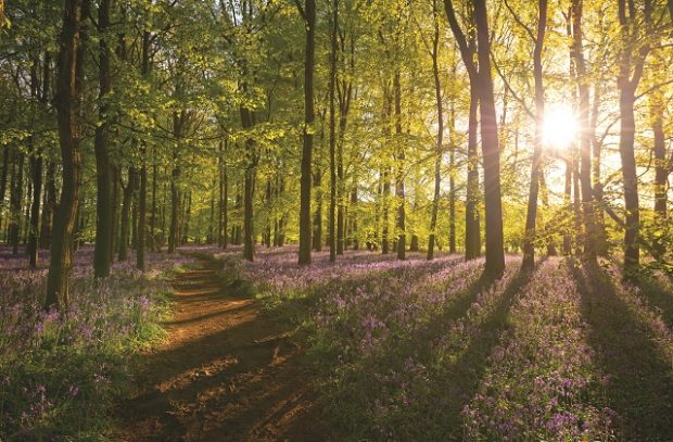 Image of trees in a bluebell wood with sun shining through.