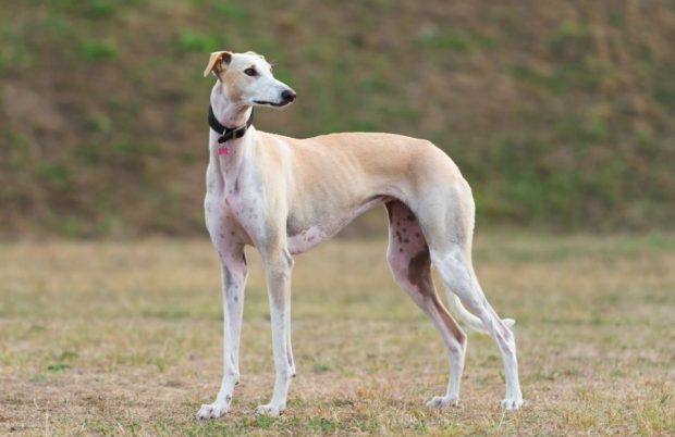 Image of greyhound