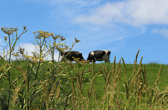 An image of cows in a field.