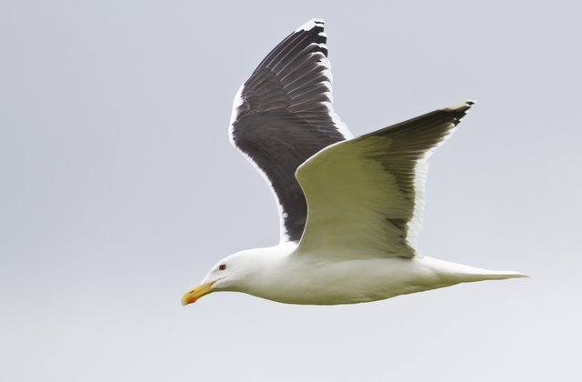 Image of white bird flying in the sky.