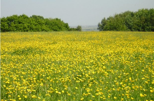 A meadow of buttercups at Langdon Ridge near Basildon