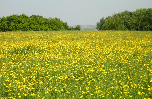 An image of meadow of buttercups at Langdon Ridge near Basildon.