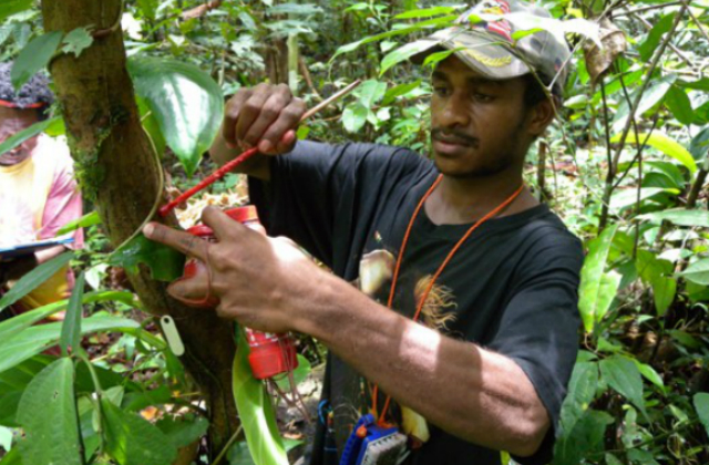 Image of a man touching a tree in a rainforest.