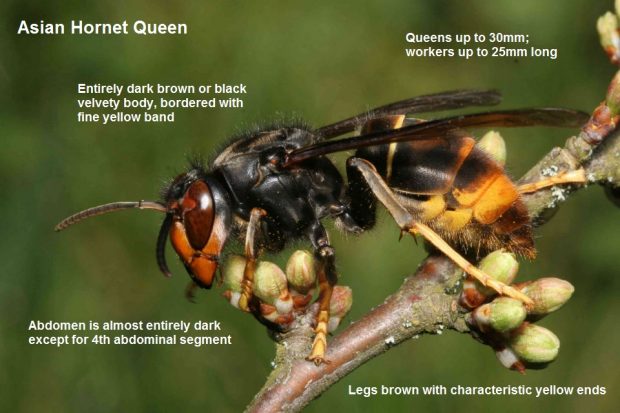Asian Hornet on a branch. There is text over the image which says 'Asian Hornet Queen, entirely dark brown or black with velvety body, bordered with fine yellow band. Abdomen is almost entirely dark except for 4th abdominal segment. Queens up to 30mm; workers up to 25mm long. Legs brown with characteristic yellow ends'