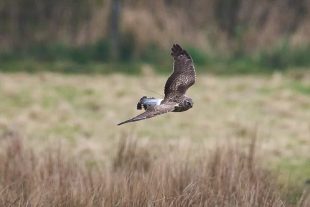 Hen harrier flying