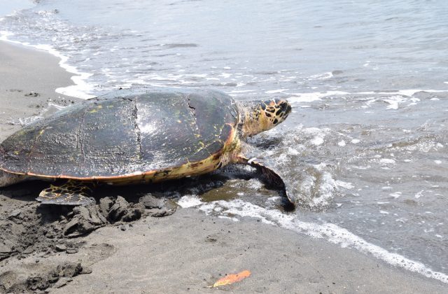 An image of a turtle in Nicaragua going into the sea