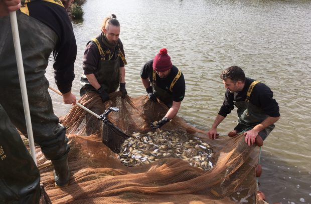 Staff from the Environment Agency National Coarse Fish Farm near Calverton in Nottinghamshire standing in shallow water holding a net full of fish. Another staff member is on the bank holding a smaller net.
