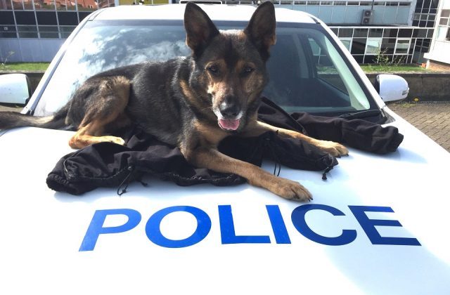 Police dog Finn on a police car