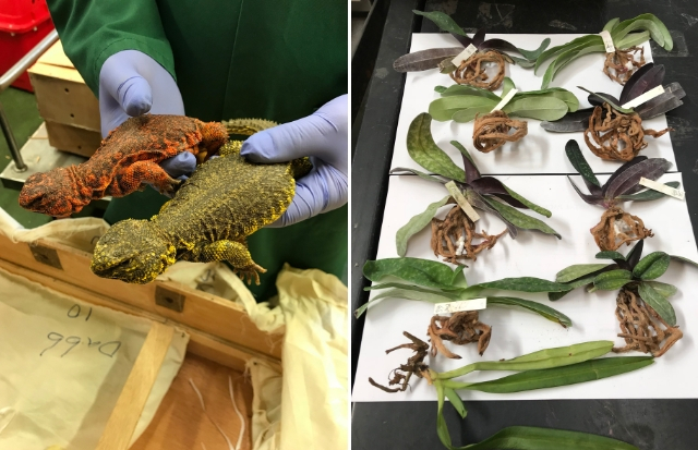 Two uromastyx lizards seized in the UK and a collection of seized orchids