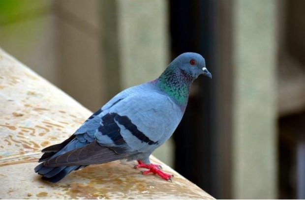 Image of a pigeon