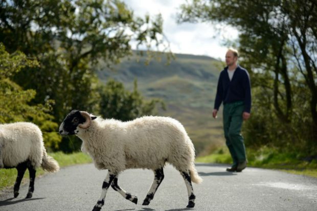 Two sheep crossing the road