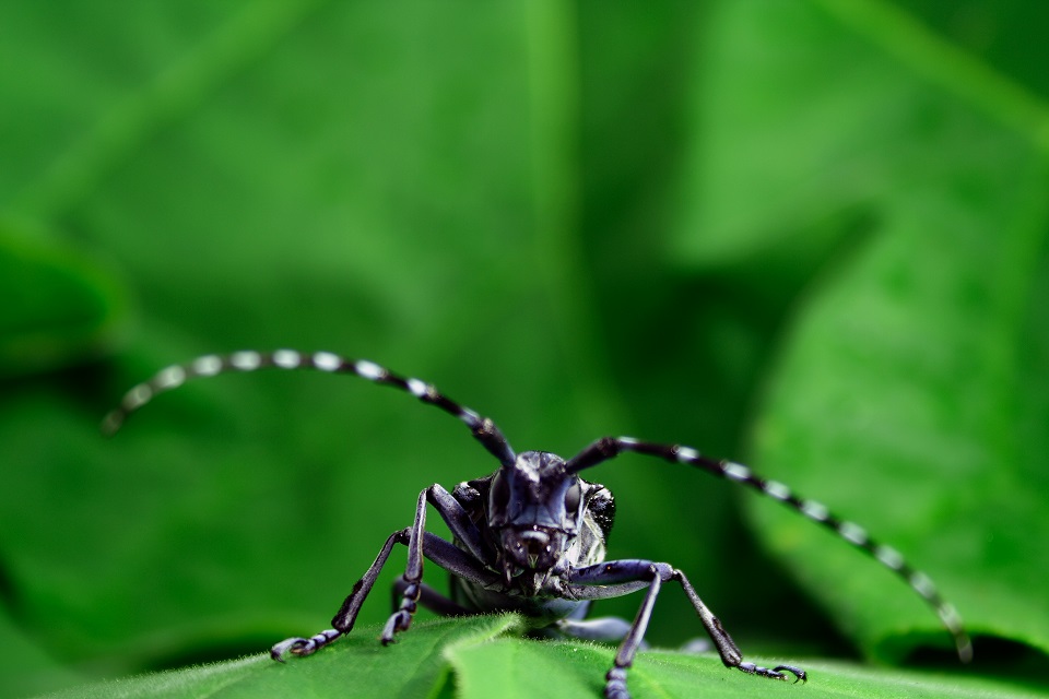 Asian Longhorn Beetle on a leaf facing the camera.