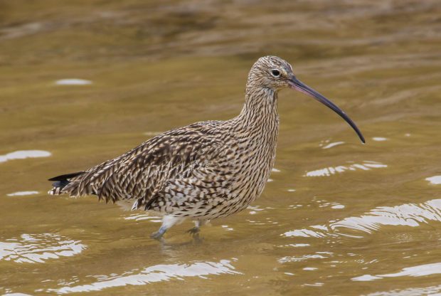 A curlew