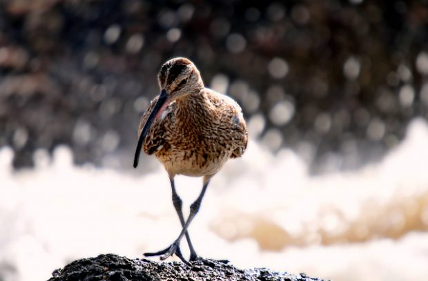 A brown curlew