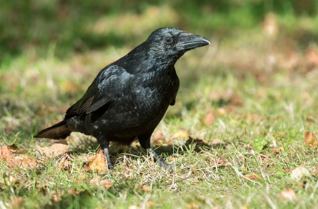 a carrion crow