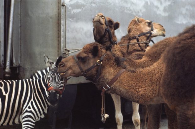 An image of three camels and a zebra