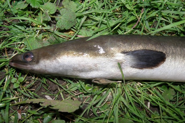 An eel lying on grass