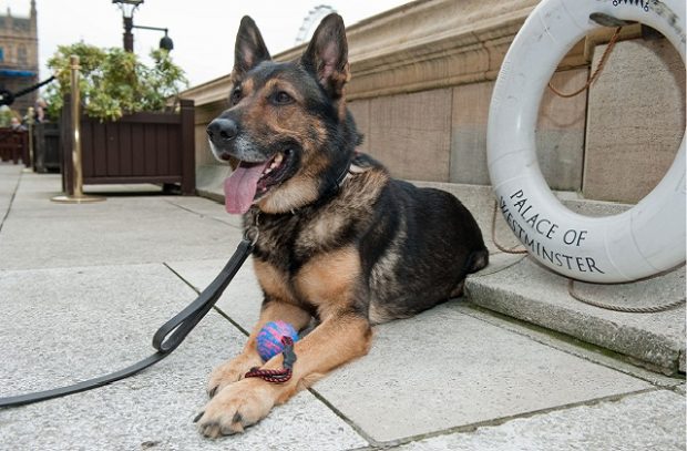 Picture of police dog lying down. The London Eye and the Houses of Parliament are in the backdrop.