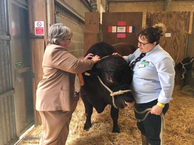 Image of Minister Coffey stroking a cow at the Norfolk Show