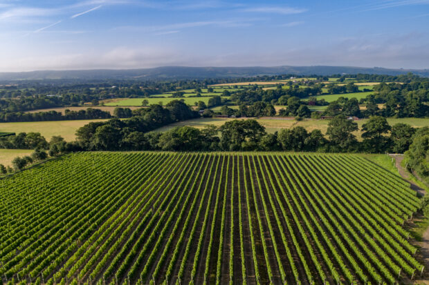 Ridgeway Vineyard from the air