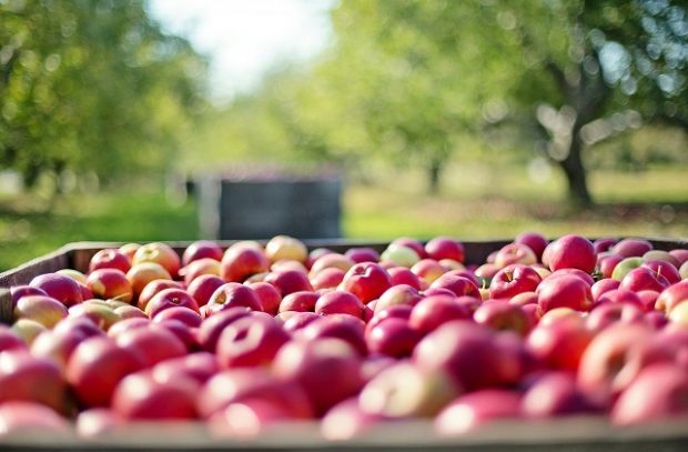 Image of red apples in a wooden box infront of trees