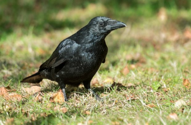 Image of carrion crow.