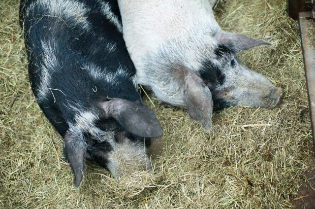 An image of two domestic pigs on straw