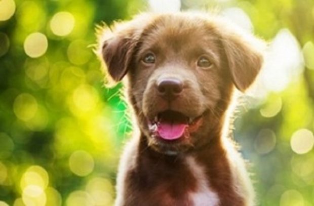 Brown puppy looking into the camera