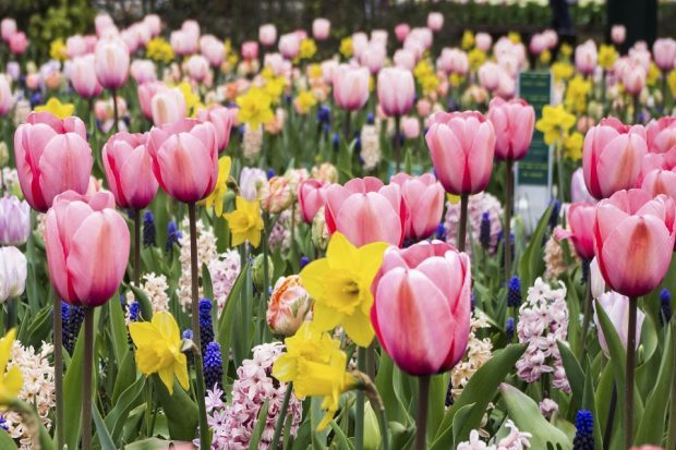 Bulb field with tulips and daffodils in different colours.