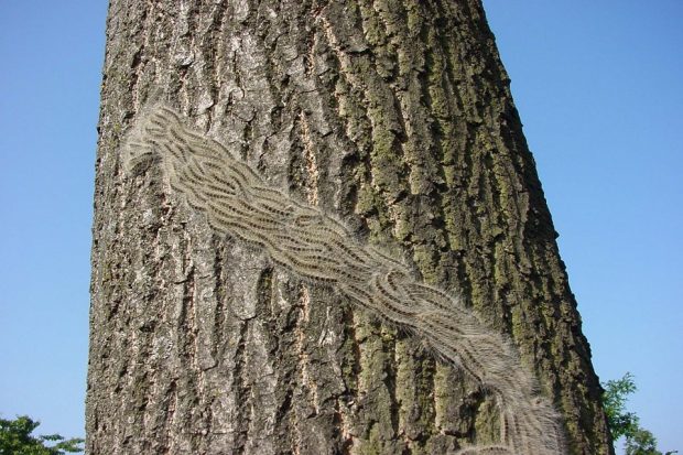 Procession of oak processionary moth caterpillars on the trunk of a tree.