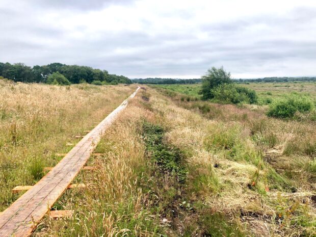 Picture of a wooden path through a bog