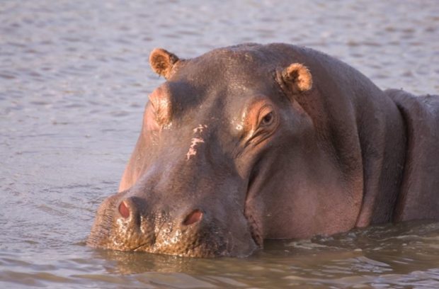 A close up image of a hippo in water