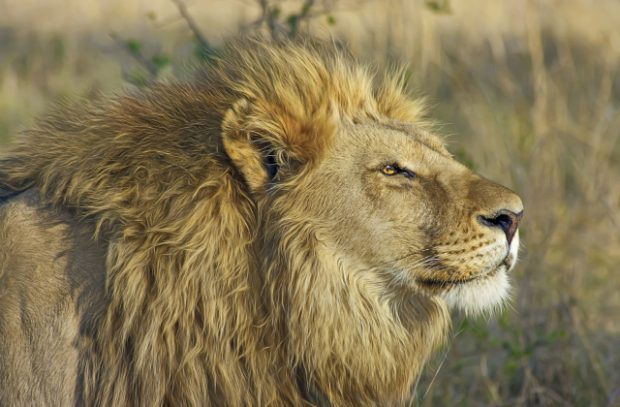 A male lion in the wilderness