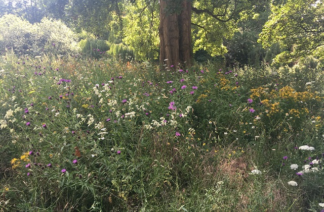 White, yellow and purple wildflowers in St James’s Park, London, managed to help pollinating insects population numbers