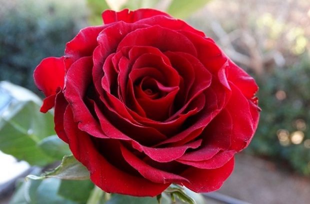 A single red rose