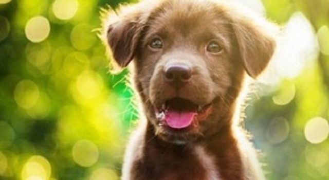 Brown puppy looks at camera
