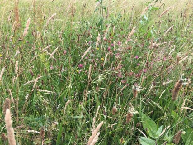 A close up image of species-rich grassland 