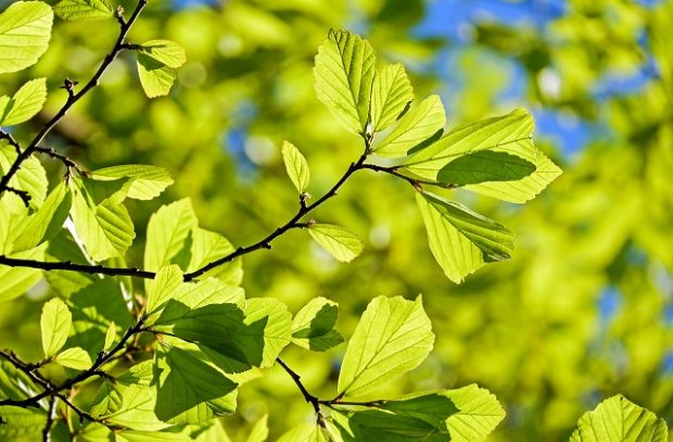 Green leaves on a branch on a sunny day