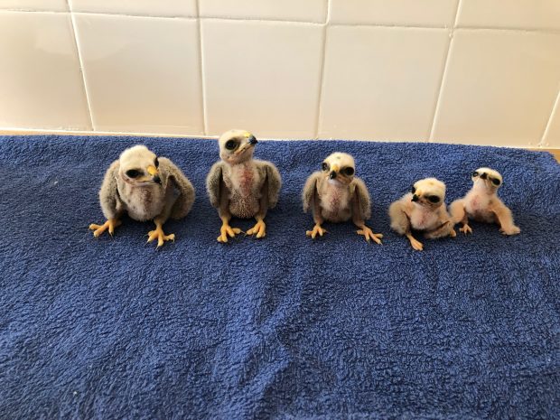 Five hen harrier chicks sat in a line on a blue towel