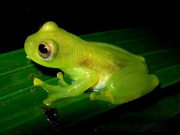 Picture showing a green glass frog sitting on a leaf