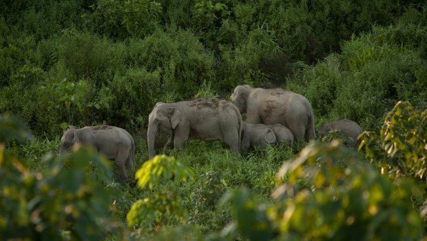 image of six Asian elephants walking in green grass 