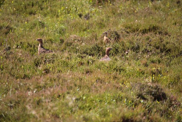 Three grouse in a field among the grass