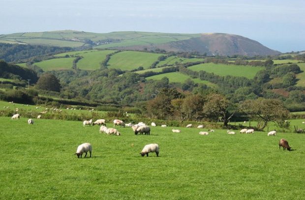 Sheep grazing in a field in the English countryside