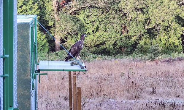 eagle stood on a ledge ready to fly