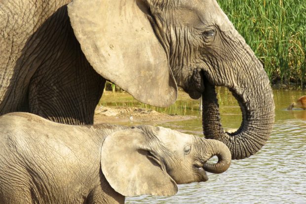 An image of a mother elephant with her calf