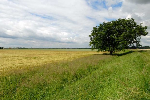 Image of fields and trees in the backgrounds