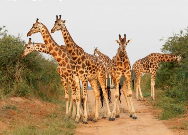 An image of a herd of giraffes.