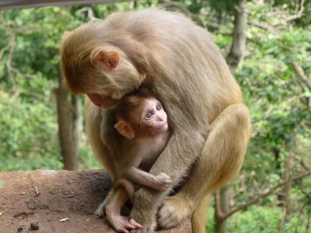 An image of a mother monkey and her baby in the wild.